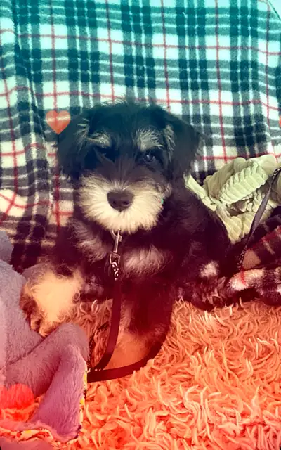 Minature Schnauzer Puppies CKC Registered, View more