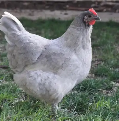 Lavender Orpington hatching eggs, View more
