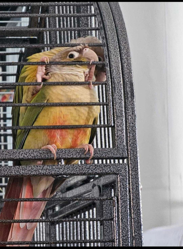Couple perroquet conure in Birds for Rehoming in Gatineau