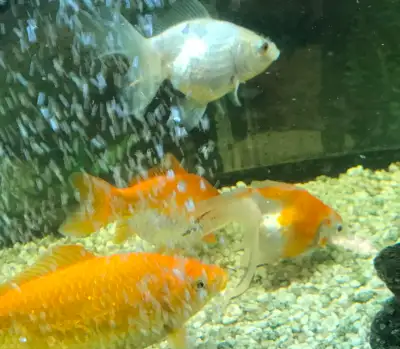 Four Large Goldfish $50, View more