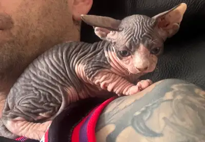 Sphynx kitten, View more