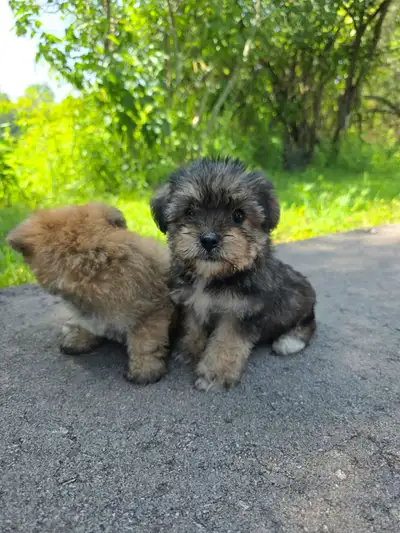 Yorkie yorkies * bichon puppy puppies rehome, View more