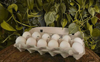 2 Dozen duck eggs for Consumption 