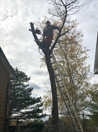 TREE REMOVAL AND TRIMMING 