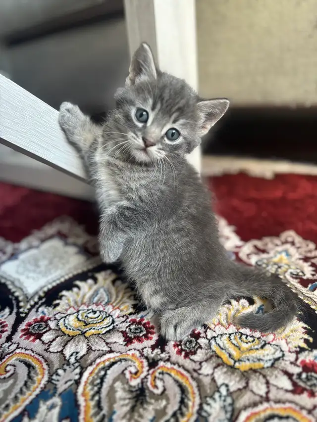 kitten for rehoming | Cats & Kittens for Rehoming | Winnipeg | Free ...