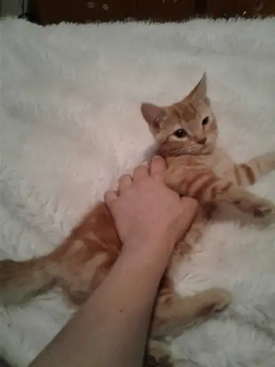 chaton a vendre, View more