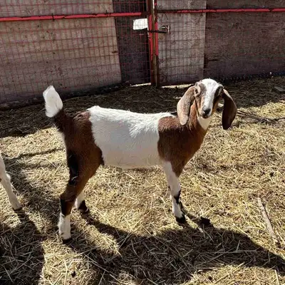 Purebred Nubian Doeling, View more
