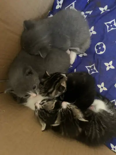 long hair kittens, View more