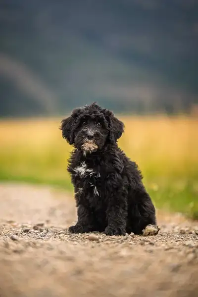 F1B small Bernedoodle puppies, View more