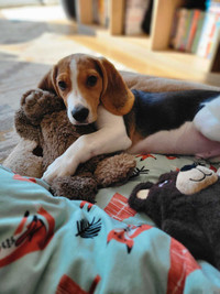 Purebred beagle male 5 month old puppy