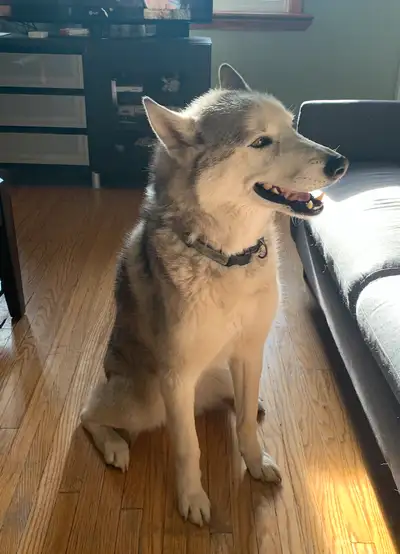 Siberian Husky looking for a forever home!, View more