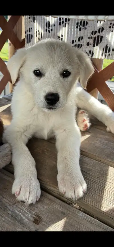 Dogs / Puppies “A man’s best friend” for sale, View more
