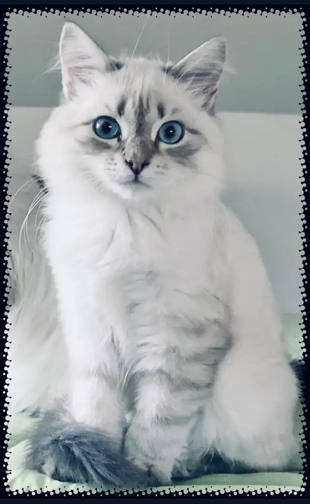 Siberian Neva Masquerade Kittens. Hypoallergenic/Low Allergen