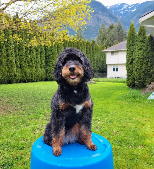Mini bernedooodles in Dogs & Puppies for Rehoming in Vancouver - Image 9