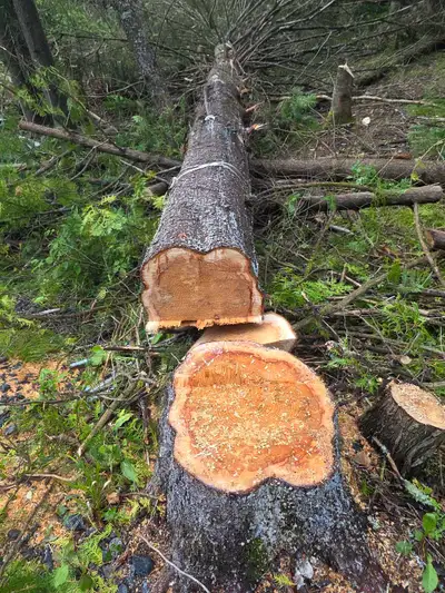 Storm Proofing Tree Service - Free Quote - 2892005156, View more