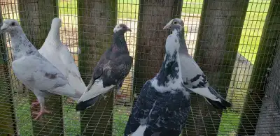 racing pigeons for sale , View more