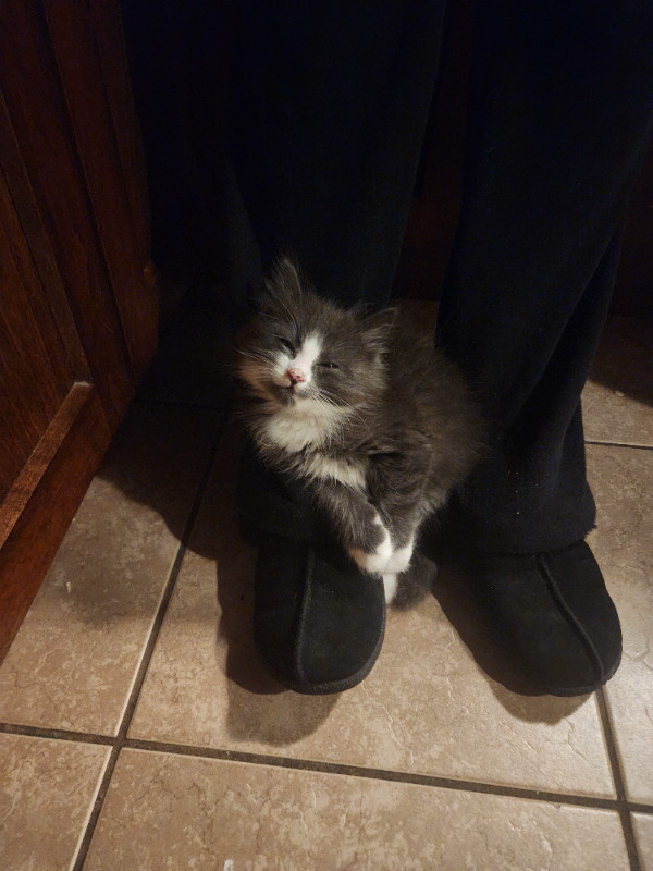 Adorable kittens for sale. in Cats & Kittens for Rehoming in Chilliwack - Image 2