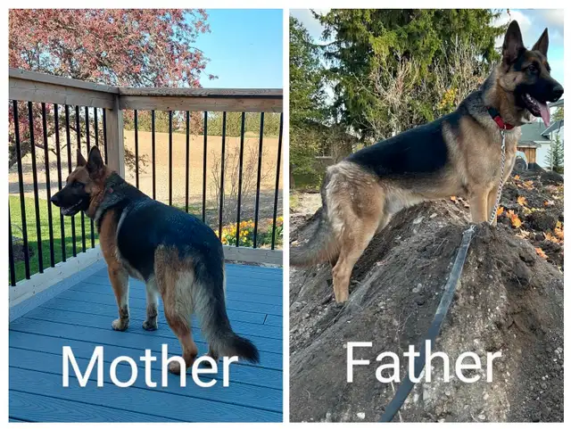 Purebred German Shepherd Puppies in Dogs & Puppies for Rehoming in Stratford - Image 4