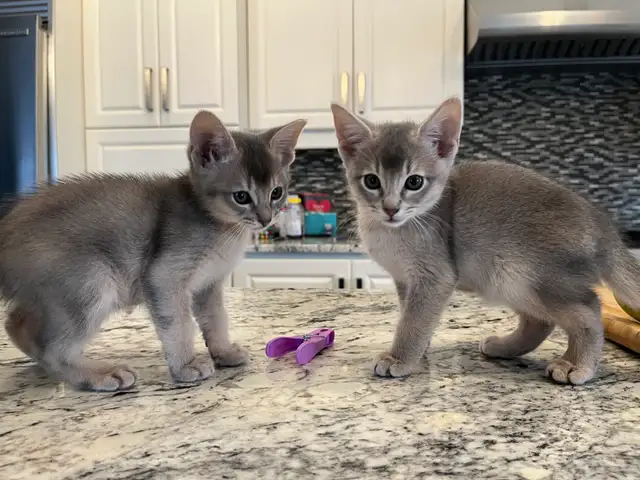 ABYSSIN KITTENS / CHATON ABYSSIN