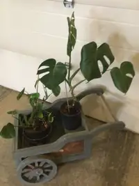 Cart for plants