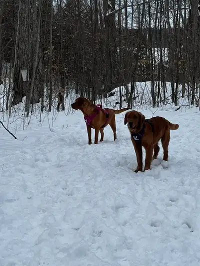 Goldador Puppies, View more