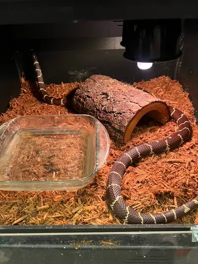 Cali Kingsnake, View more