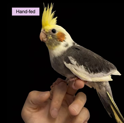 Normal Grey Cockatiel (Male) Baby sale at TT PETS, View more