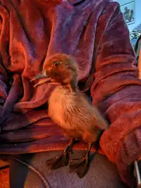 Looking for a day old duck or goose 