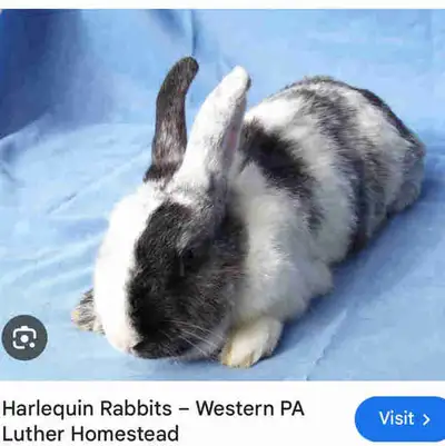 I’m looking for a harlequin Flemish giant rabbit. Please send me an email with a photo of the bunny...