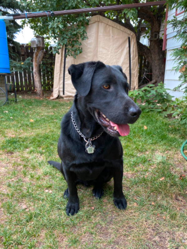 Black Labrador for Sale Dogs & Puppies for Rehoming Regina Kijiji