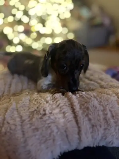 Miniature Pure Bred Dachshunds, View more