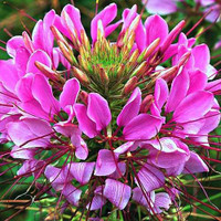 Spider Flower /Cleome Spinosa SEEDS (can ship)
