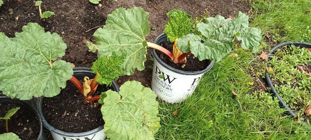 Rhubarb plant in Plants, Fertilizer & Soil in Hamilton