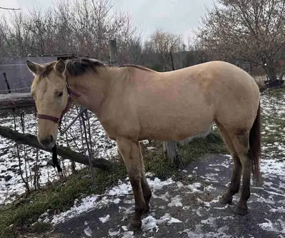 Reg quarter horse mare, View more