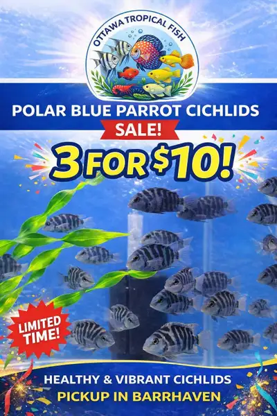 Polar Blue Parrot Cichlids – On Sale This Week, View more