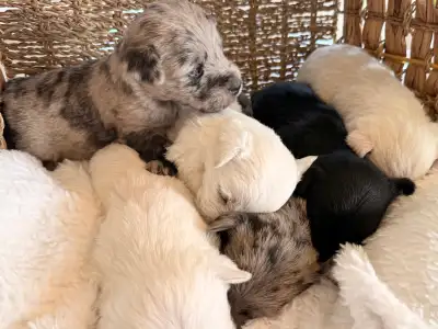 Westie/Cairn Mix Babies! 2 left, View more