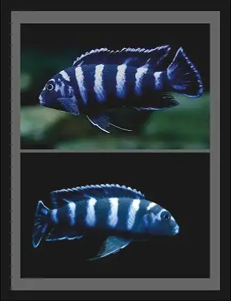 Very Healthy - Vibrant, DEMASONI CICHLIDS for Sale. $15 Ea for Small 1/2" - 2" $25 Ea for Med-Large...