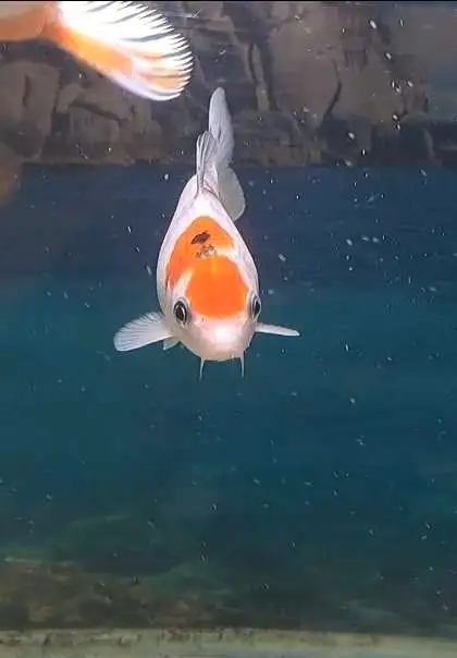 japanese koi fish in Fish for Rehoming in Oshawa / Durham Region - Image 2