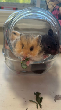 beautiful syrian hamsters - Ethical Hamstery