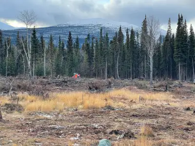 Wanted: chainsaw worker, View more