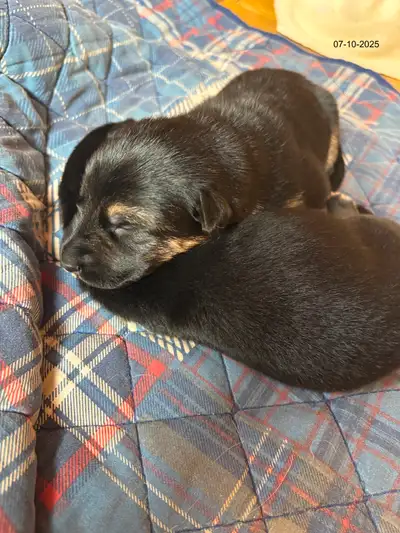 German shepherd puppies for sale!, View more