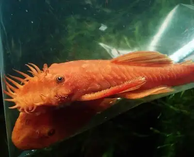 Red longfin bristlenose pleco babies , View more