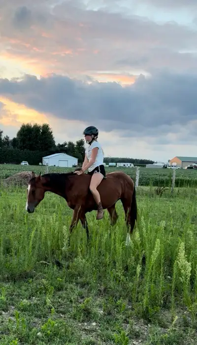 Bombproof companion pony, View more