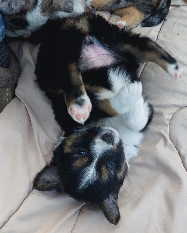 Mini Australian Shepherds Dogs & Puppies for Rehoming 100 Mile House Kijiji
