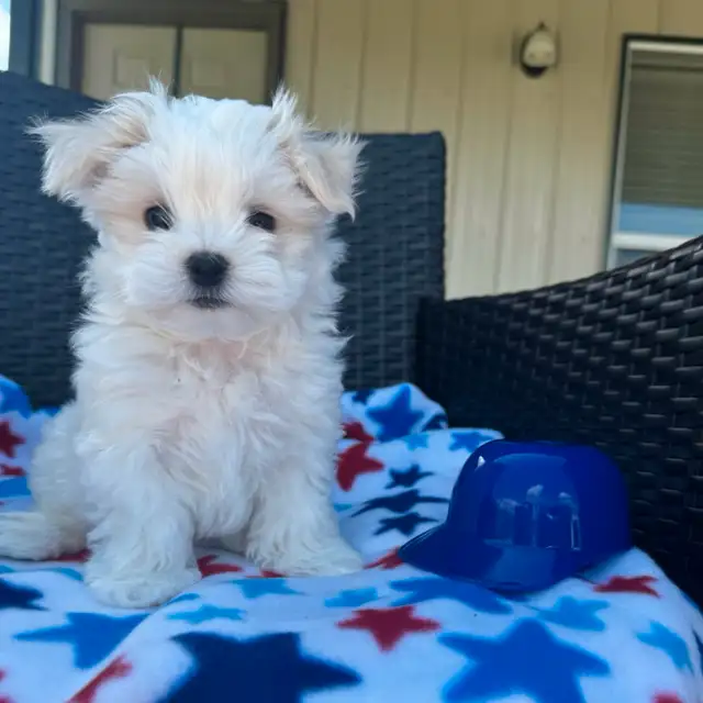 3 mini Bichon maltais , Maltese , pure race lignée champion in Dogs & Puppies for Rehoming in Laval / North Shore - Image 3