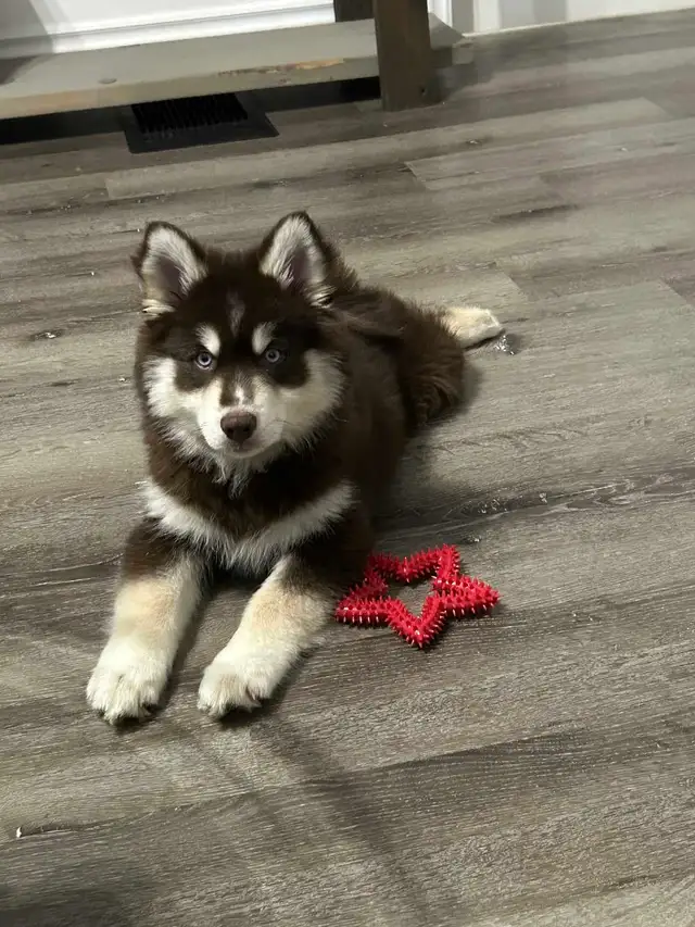 Pomsky Puppies in Dogs & Puppies for Rehoming in Norfolk County - Image 7