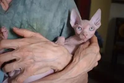 Snow White Blue Eyes Kitten Male Purebred Sphynx TICA Registered, View more