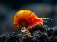 Ramshorn snails 