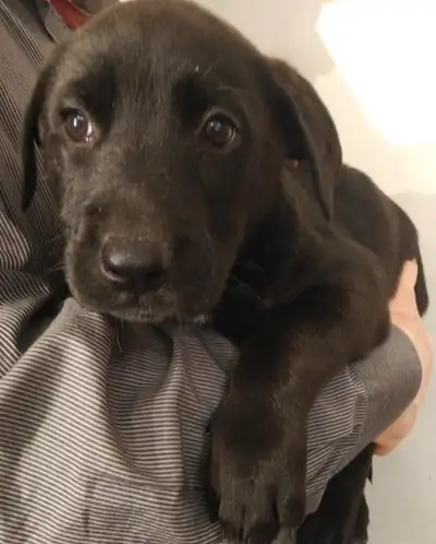 Lab mix  puppy’s , View more