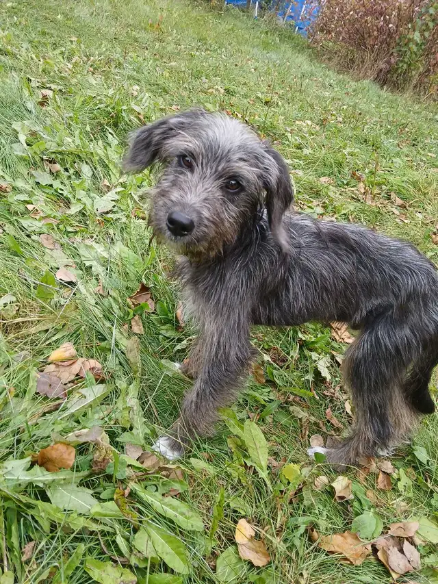 **3 male**NON SHEDDING Labradoodle Puppies | Dogs & Puppies for ...